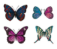 Butterfly sheet